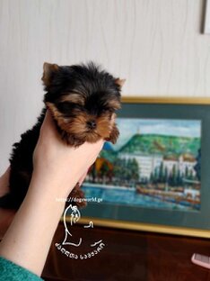 იორკი მინი