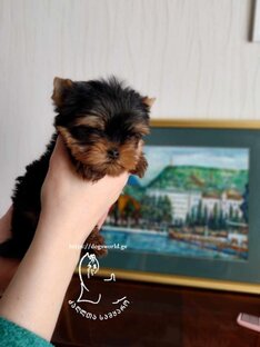 იორკი მინი