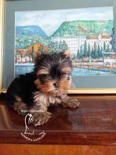 იორკი ფასი