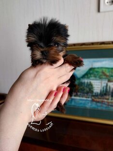 იყიდება მინი იორკი