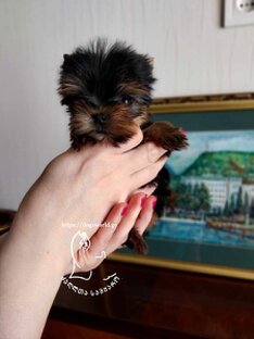 იყიდება მინი იორკი