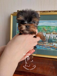 იორკი ძაღლი ფასი